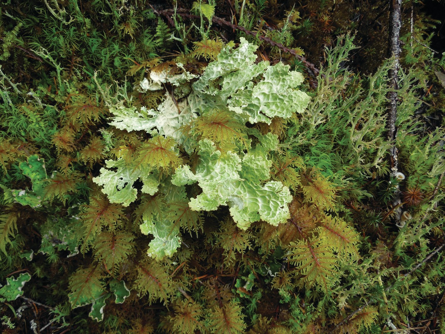 Moss and lichens abound on Pacific Northwest trails.