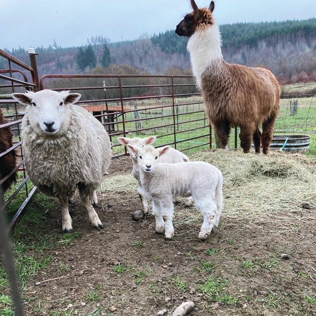Lambs born this year on White Lotus farm.