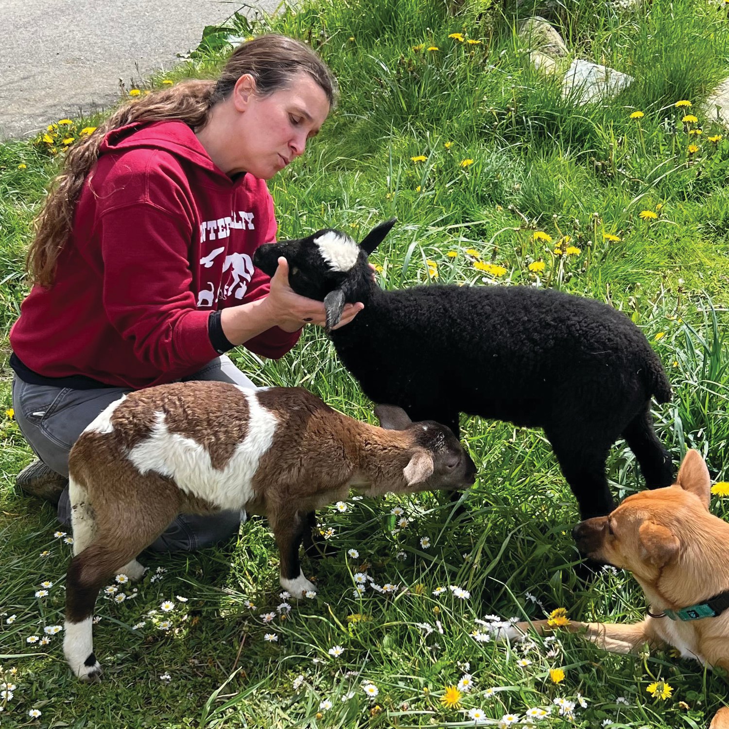 Sara Penhallegon of Center Valley Animal Rescue plays with Henry the black sheep and Bunnie the brown and white sheep.