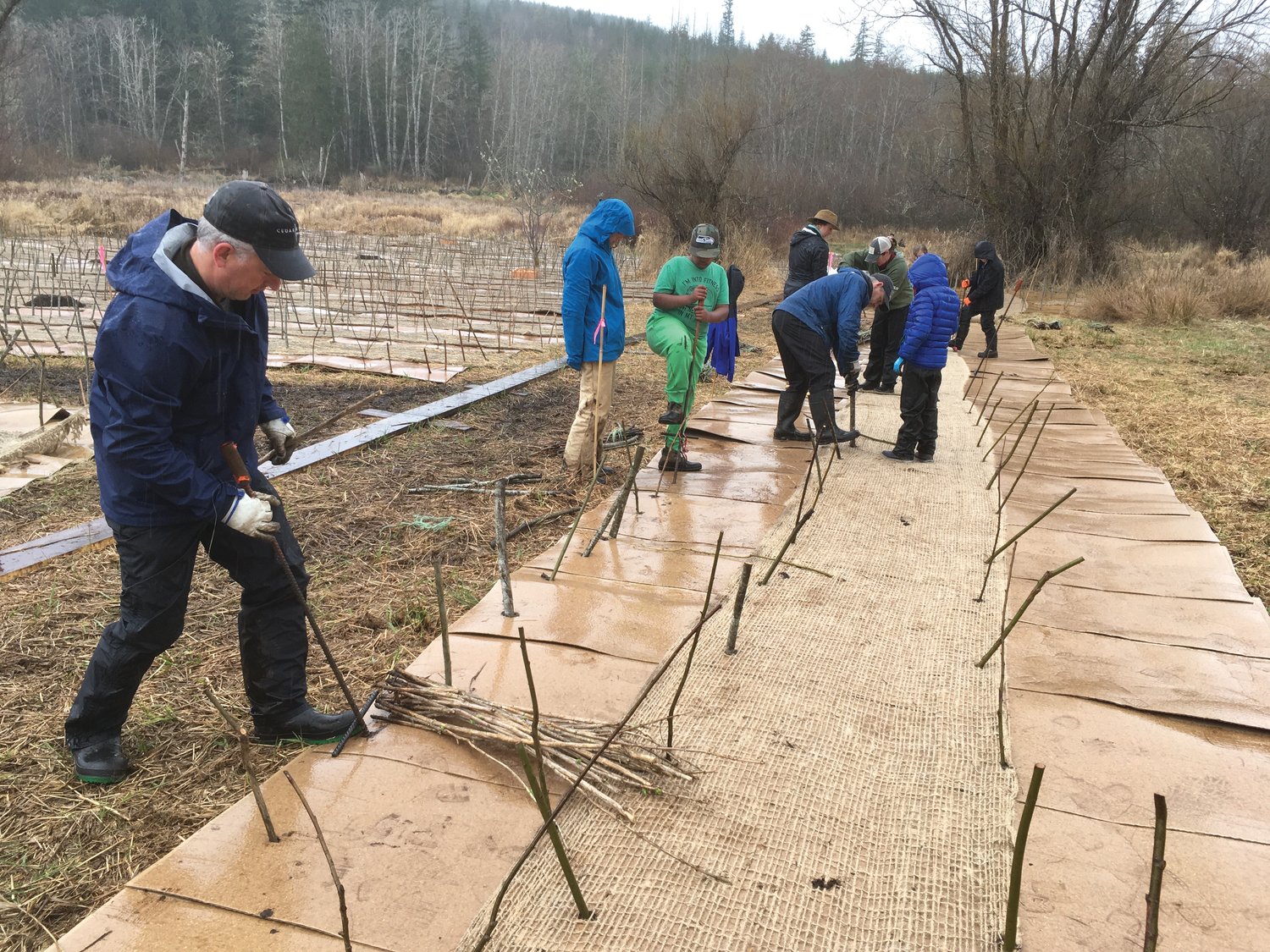 Volunteers plant live stakes in cardboard mulch along Tarboo Creek, looking to restore wetland vegetation impacted by the invasive species of reed canary grass.