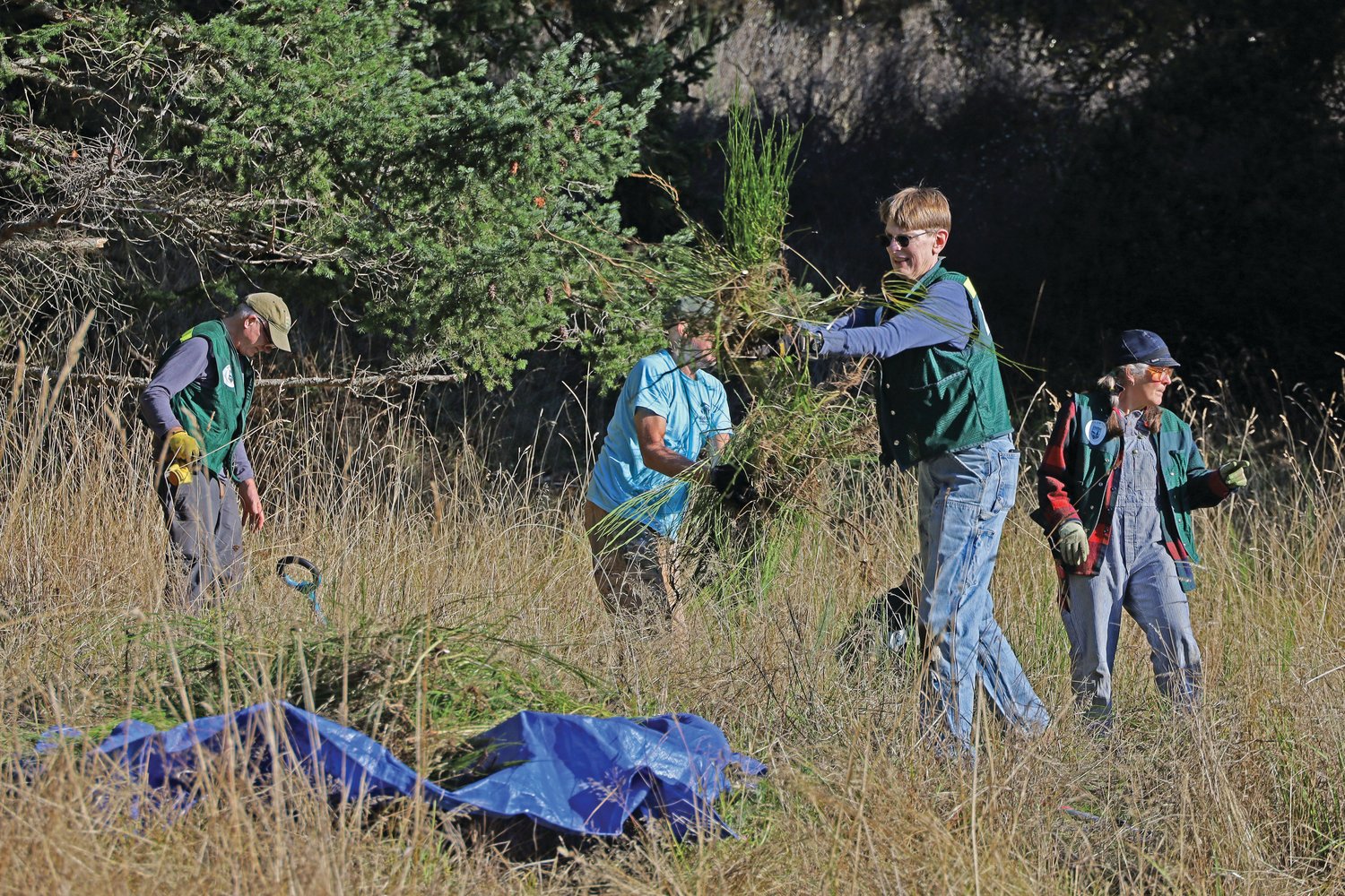 Volunteers pull scotch broom from where Garry Oaks will be planted in early December.