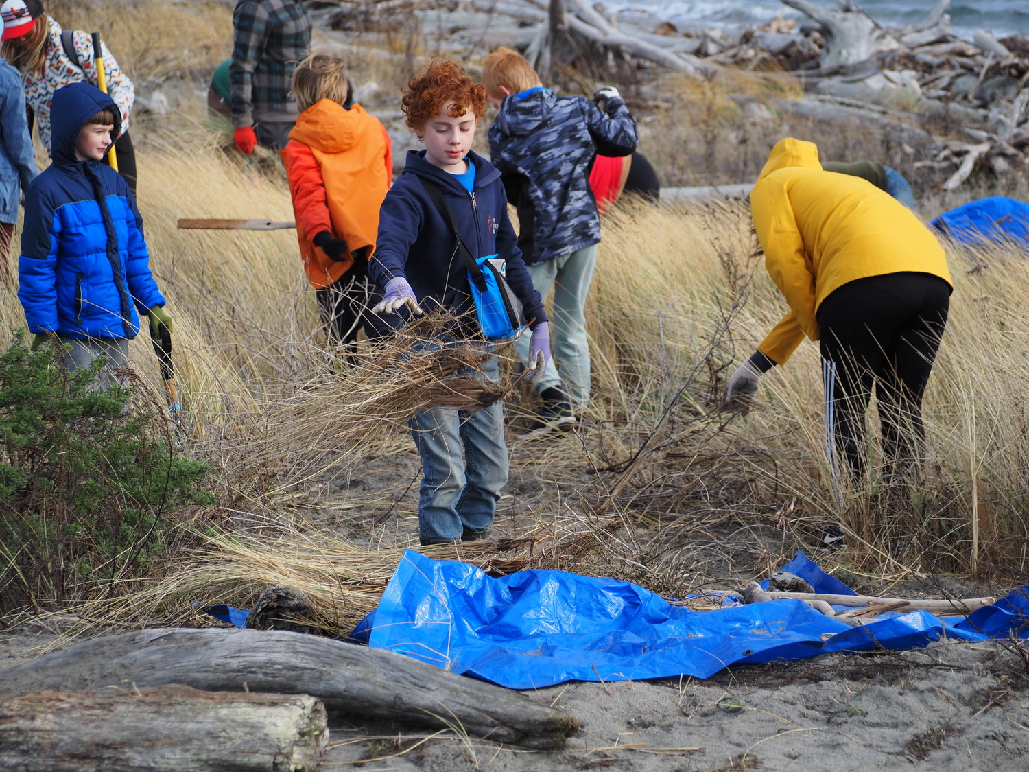 Theo Weeks, 10, drops off a load of invasive European beach grass he helped remove from Fort Worden’s beaches alongside his fellow Cub Scouts of Pack 4479