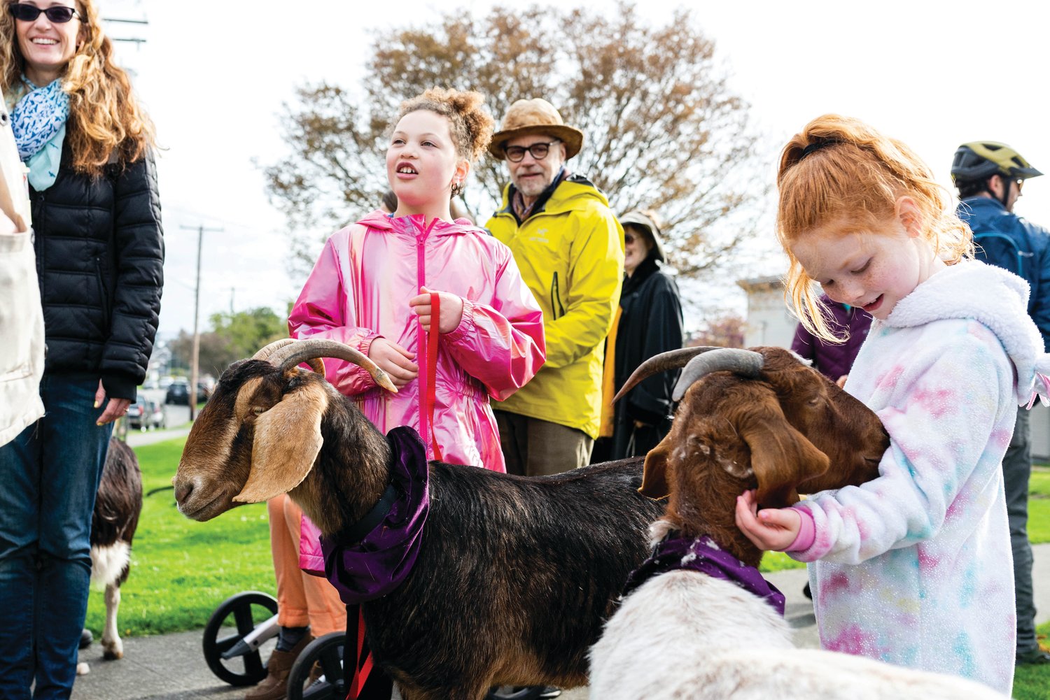 Part of the Port Townsend Farmers Market’s opening day festivities include a goat parade, with grazing critters provided by Ground Control Goats in Port Townsend.